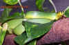 oxycephala_10.jpg (742460 Byte)