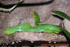 oxycephala_2.jpg (944521 Byte)