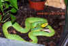 oxycephala_3.jpg (1051805 Byte)