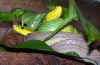 oxycephala_4.jpg (625132 Byte)