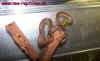 oxycephala_5.jpg (588321 Byte)