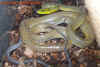 oxycephala_7.jpg (913294 Byte)