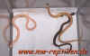 radix_babies_03_2.jpg (181367 Byte)