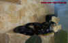 schenkii_1.jpg (512445 Byte)
