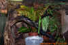 terrarien_boulengeri_2.jpg (648959 Byte)