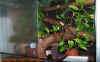 terrarien_coxi_1.jpg (687173 Byte)