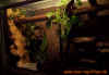 terrarien_mandarinus_1.jpg (555762 Byte)