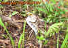 thailand_11.jpg (715659 Byte)