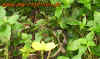 thailand_12.jpg (525684 Byte)