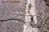 thailand_15.jpg (1666768 Byte)
