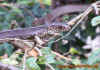 thailand_1.jpg (658045 Byte)