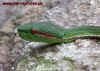 thailand_3.jpg (646080 Byte)