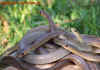 thailand_7.jpg (831575 Byte)