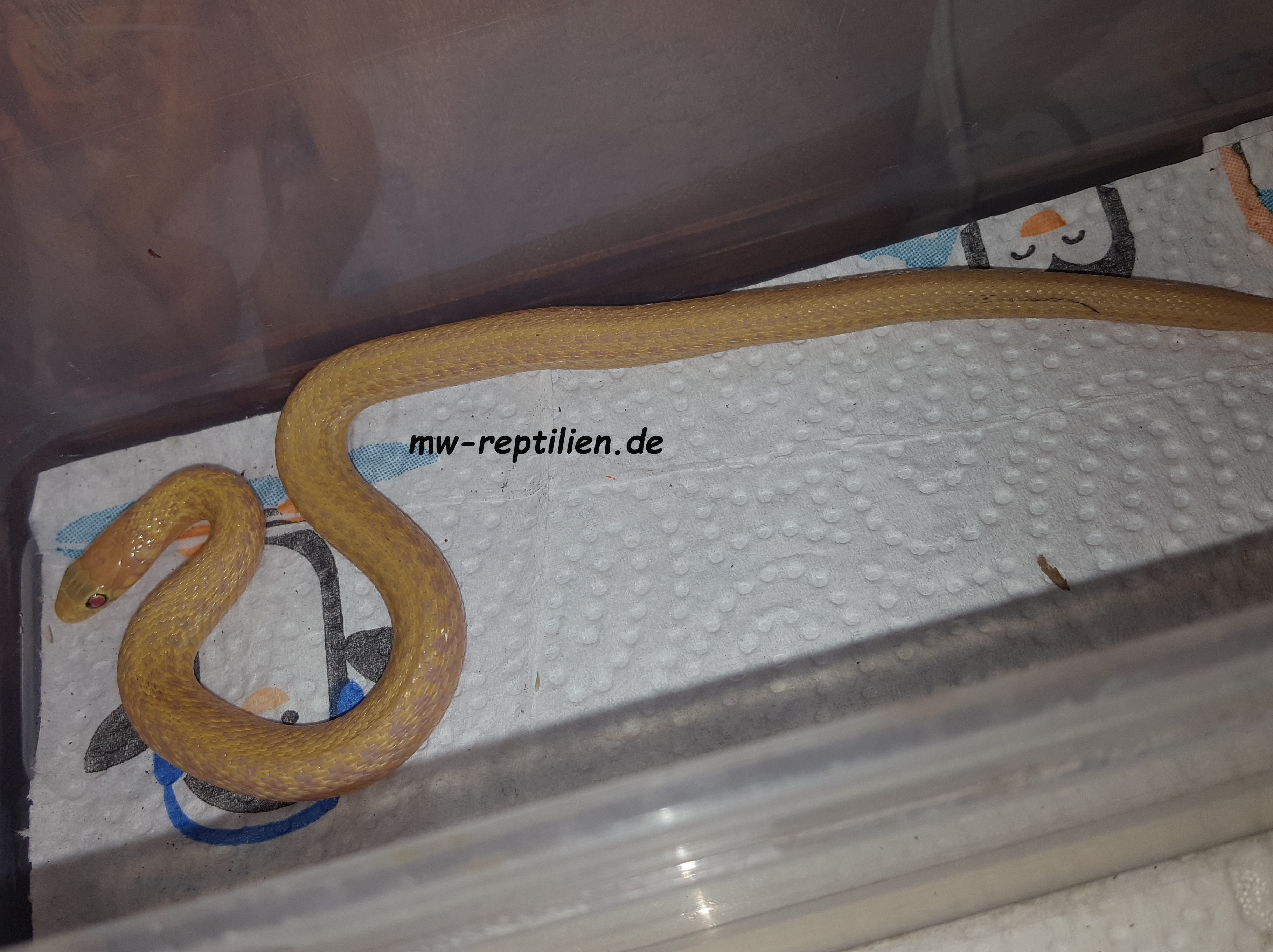 Neue Seite 1