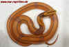 vaillanti_11.jpg (702585 Byte)