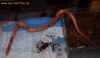 vaillanti_6.jpg (523715 Byte)